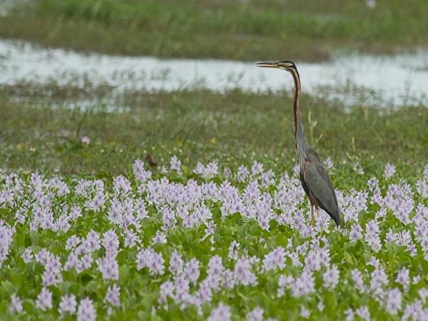 <h3><a href="/trips/srilanka/biota/animalia/chordata/aves/023 gruiformes/003 rallidae/porphyrio porphyrio/porphyrio porphyrio-nl.html">Porphyrio&nbsp;porphyrio</a> / Purple&nbsp;swamphen / Purperkoet</h3>NIKON D500 met AF-S Nikkor 300mm f/2.8G IF-ED VR II, 1/640 sec  bij F5.6, ISO 320, afstand 44.6&nbsp;m